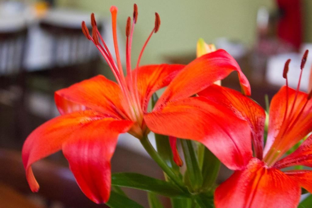Bed And Breakfast De Grote Byvanck Westervoort エクステリア 写真